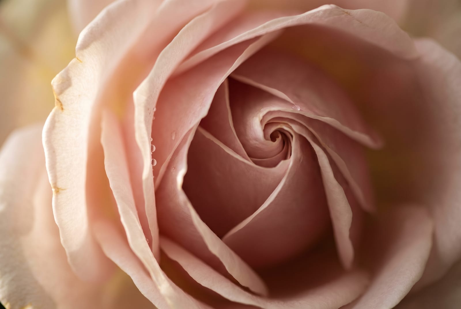 The heart of a blush rose, its petals glowing in window light